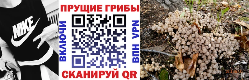 как найти   Суджа  Галлюциногенные грибы ЛСД 